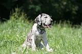 DOGUE ALLEMAND 409